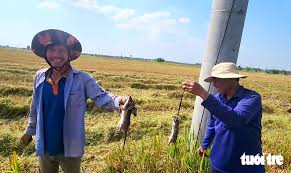 Experts Warn of Health Risks from Wild Rat Consumption