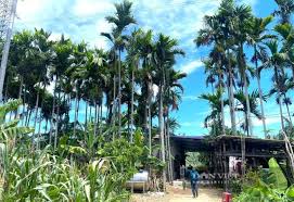 Farmer in Nghe An Thrives with Thousands of Palm Trees