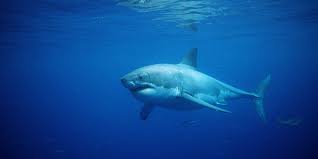 Lifeguard Pulled Underwater by Great White Shark in Maine