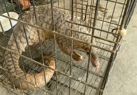 Near 7kg Pangolin Found on Rural Road in Nghe An
