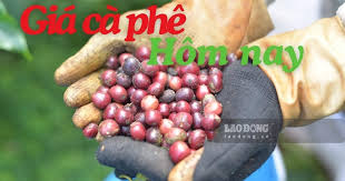 Vietnam Coffee Prices Rise by 1,000 VND/kg on August 25