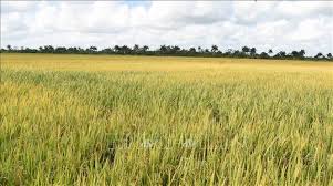 Vietnam Delivers Rice Produced in Cuba to Partners