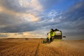 Chicago Wheat Contracts Decline Amid Ceasefire Hopes in Black Sea