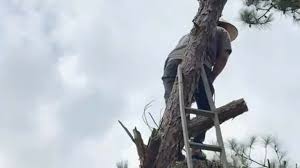 Man Fined for Cutting Down Pine Tree in Da Lat