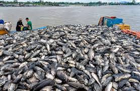 Over 50 Tons of Grouper Die After Heavy Rain in Thanh Hoa