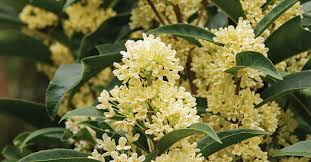 Top 4 Colorful Autumn Plants That Bring Good Luck