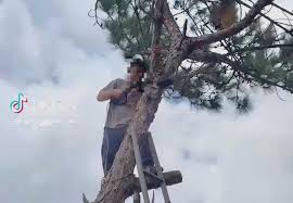 Young Man Penalized for Cutting Down Pine Tree in Da Lat