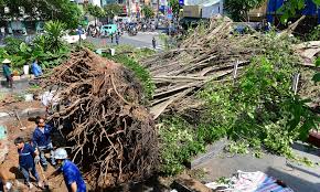 Fallen Tree Causes Traffic Chaos in Central Ho Chi Minh City