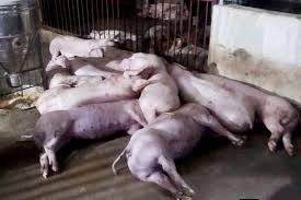 Lightning Strikes, Killing 20 Pigs in Nghe An