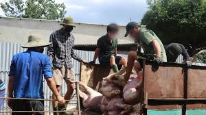 Over 10,000 Tons of Pork Treated with Banned Substance Sold in Vietnam
