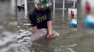 Residents Rescue Giant Carp Swimming in Flooded Street