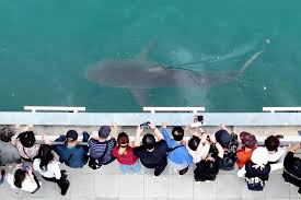 Stranded Shark Sparks Brand War in South Korea
