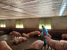 The Dangers of Salbutamol in Pork Consumption